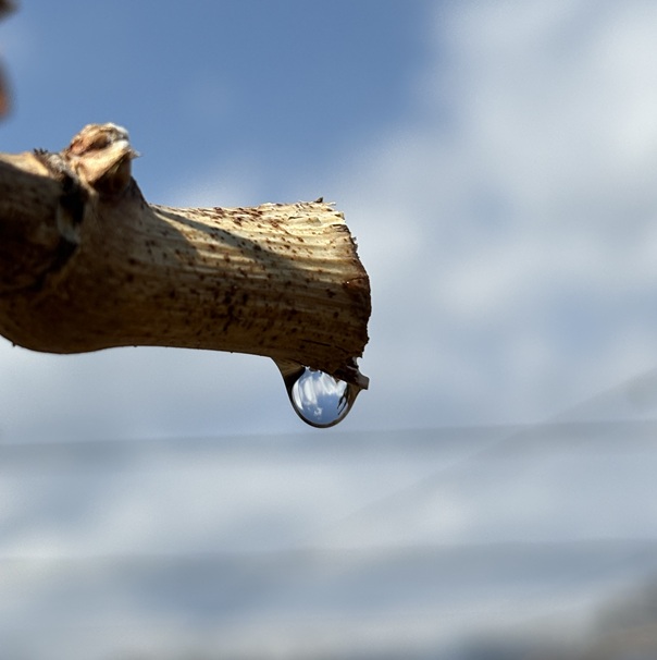 水揚がり